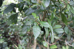 Ardisia blatteri